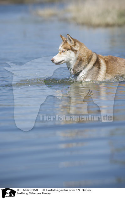 bathing Siberian Husky / NN-05150