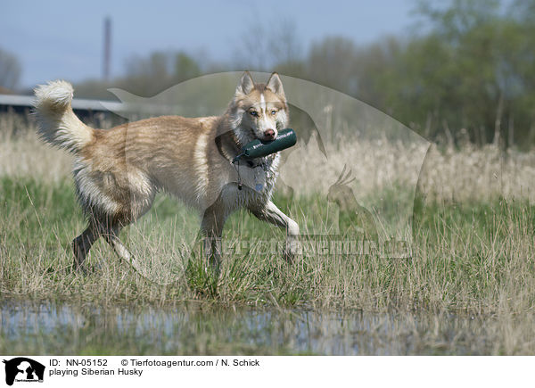 playing Siberian Husky / NN-05152