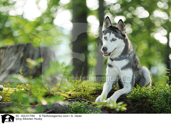 liegender Sibirien Husky / lying Siberian Husky / AG-01789