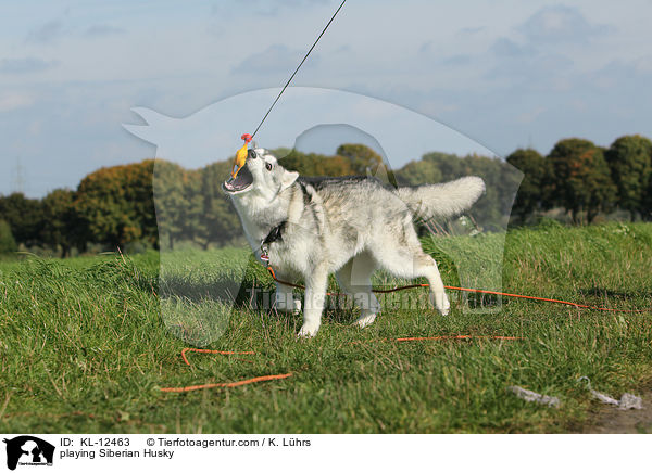 spielender Sibirien Husky / playing Siberian Husky / KL-12463