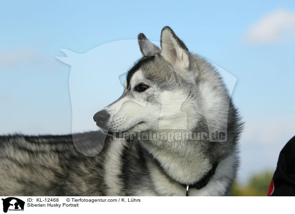 Sibirien Husky Portrait / Siberian Husky Portrait / KL-12468