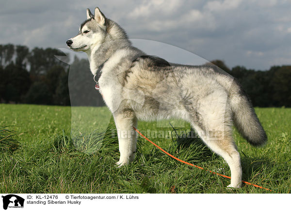 standing Siberian Husky / KL-12476