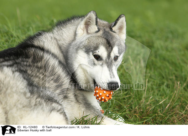 Sibirien Husky mit Ball / Siberian Husky with ball / KL-12480