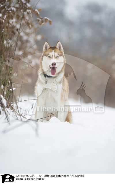 sitzender Sibirien Husky / sitting Siberian Husky / NN-07924