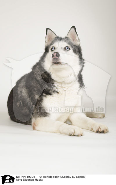 lying Siberian Husky / NN-10305