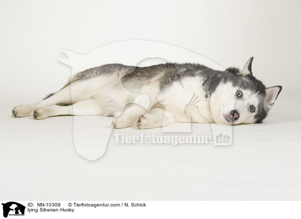lying Siberian Husky / NN-10309