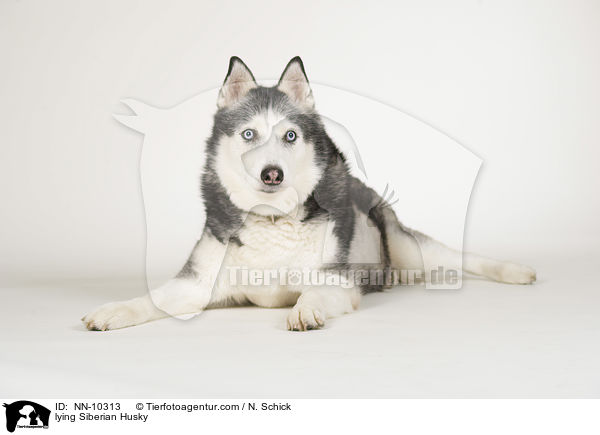 lying Siberian Husky / NN-10313