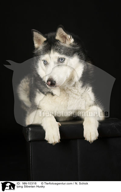 liegender Siberian Husky / lying Siberian Husky / NN-10316