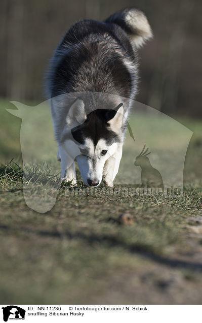 schnuppernder Siberian Husky / snuffling Siberian Husky / NN-11236