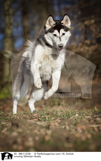 rennender Siberian Husky / running Siberian Husky / NN-11238