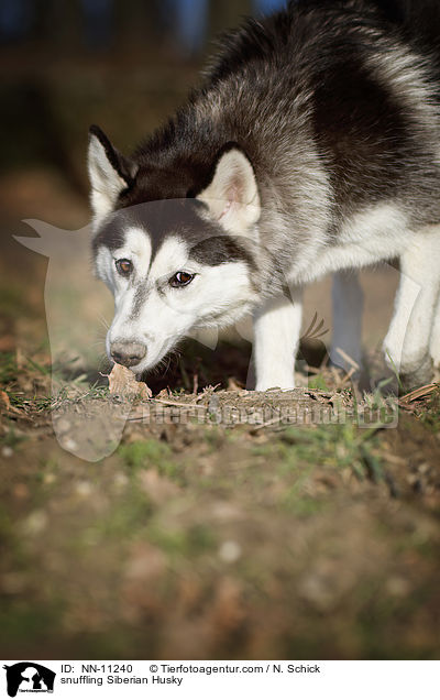 schnuppernder Siberian Husky / snuffling Siberian Husky / NN-11240