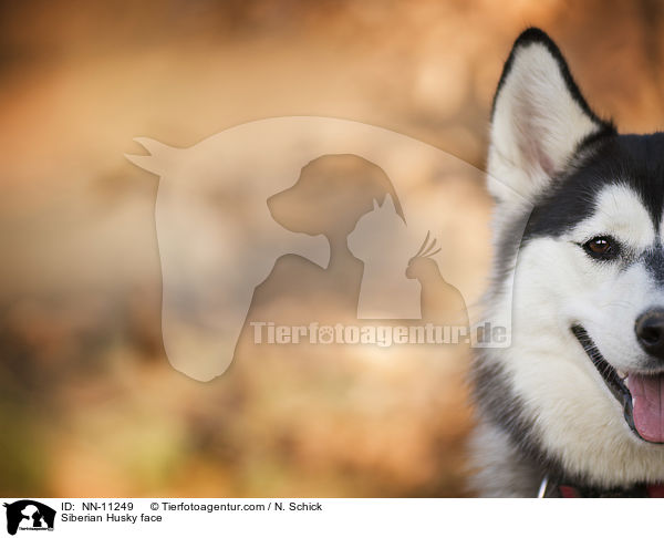 Siberian Husky face / NN-11249