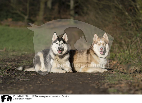 2 Siberian Husky / 2 Siberian Husky / NN-11270