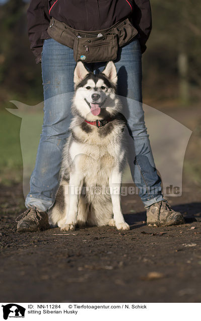 sitzender Siberian Husky / sitting Siberian Husky / NN-11284