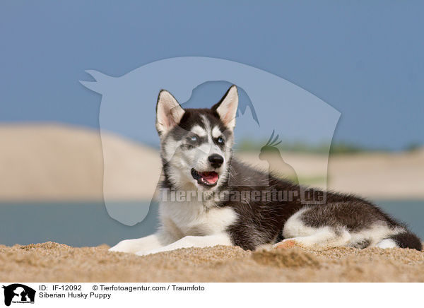 Siberian Husky Puppy / IF-12092