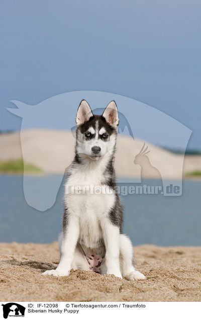 Siberian Husky Welpe / Siberian Husky Puppy / IF-12098