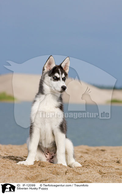 Siberian Husky Welpe / Siberian Husky Puppy / IF-12099