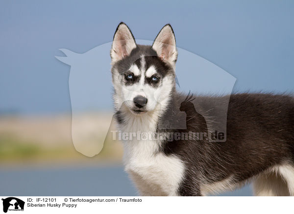 Siberian Husky Welpe / Siberian Husky Puppy / IF-12101