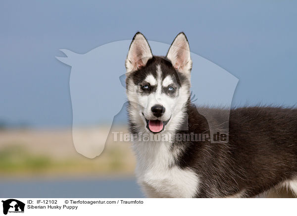 Siberian Husky Welpe / Siberian Husky Puppy / IF-12102