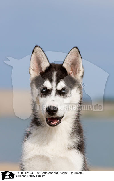 Siberian Husky Welpe / Siberian Husky Puppy / IF-12103