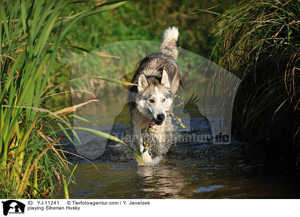 spielender Siberian Husky / playing Siberian Husky / YJ-11241