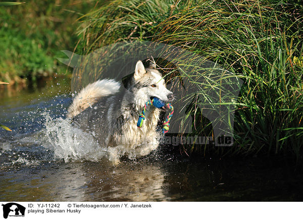 spielender Siberian Husky / playing Siberian Husky / YJ-11242