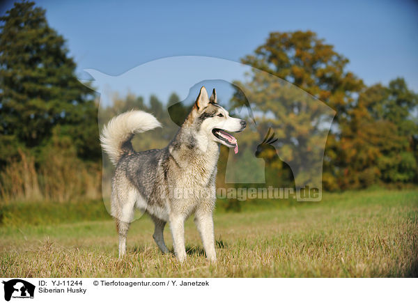 Siberian Husky / YJ-11244