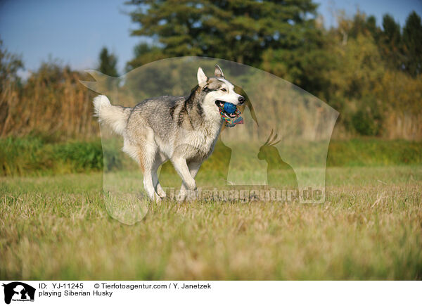 spielender Siberian Husky / playing Siberian Husky / YJ-11245