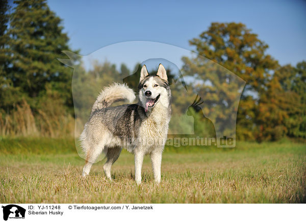 Siberian Husky / Siberian Husky / YJ-11248