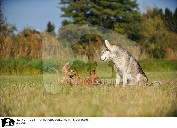 2 Hunde / 2 dogs / YJ-11251