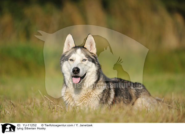 liegender Siberian Husky / lying Siberian Husky / YJ-11252