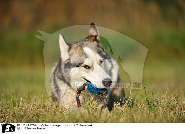 liegender Siberian Husky / lying Siberian Husky / YJ-11259