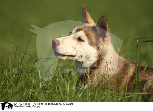 Sibirien Husky Welpe / Siberian Husky Puppy / KL-18616