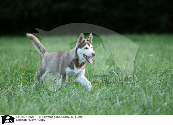 Sibirien Husky Welpe / Siberian Husky Puppy / KL-18627