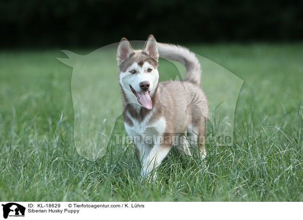 Sibirien Husky Welpe / Siberian Husky Puppy / KL-18629