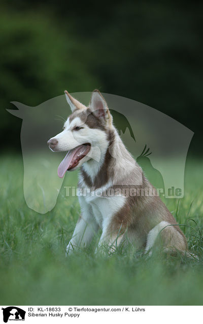 Sibirien Husky Welpe / Siberian Husky Puppy / KL-18633