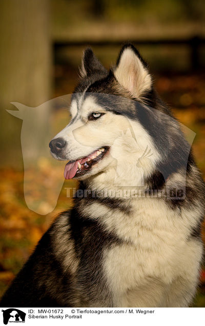 Siberian Husky Portrait / Siberian Husky Portrait / MW-01672