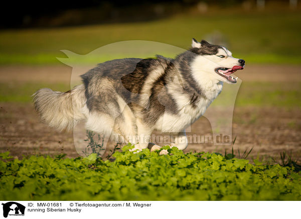 rennender Siberian Husky / running Siberian Husky / MW-01681