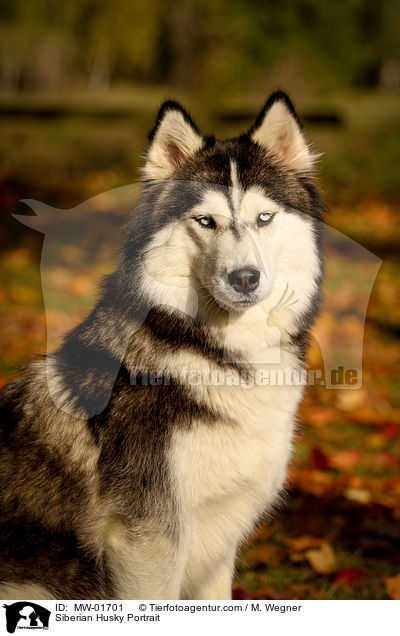 Siberian Husky Portrait / Siberian Husky Portrait / MW-01701