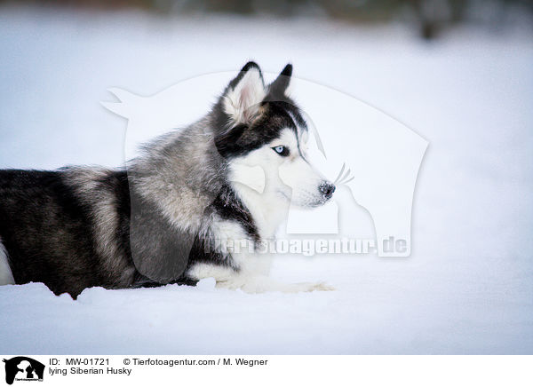 liegender Siberian Husky / lying Siberian Husky / MW-01721