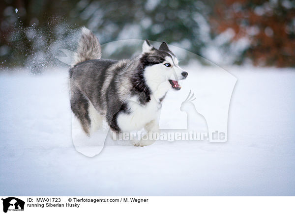 rennender Siberian Husky / running Siberian Husky / MW-01723