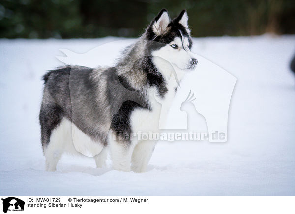 stehender Siberian Husky / standing Siberian Husky / MW-01729