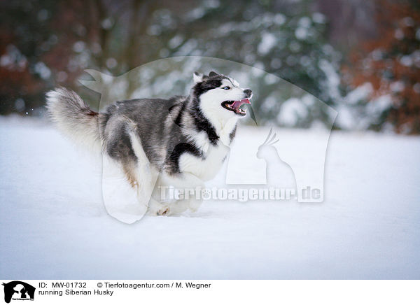 rennender Siberian Husky / running Siberian Husky / MW-01732