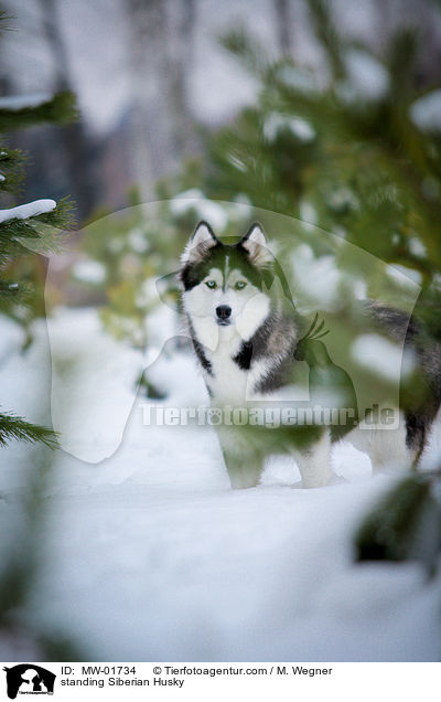 standing Siberian Husky / MW-01734