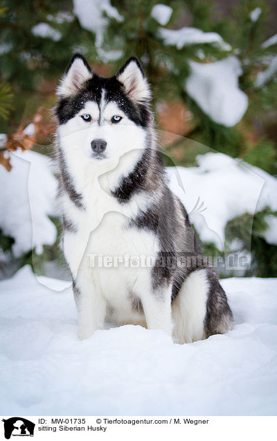 sitzender Siberian Husky / sitting Siberian Husky / MW-01735