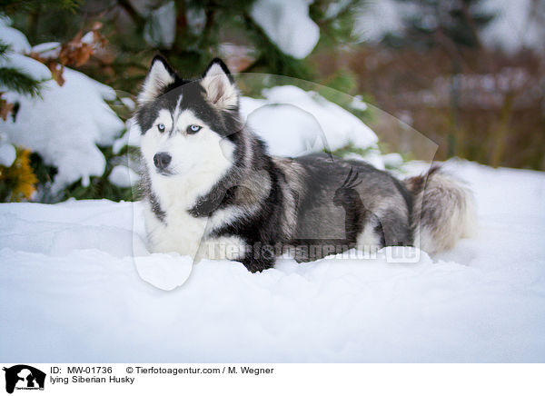 liegender Siberian Husky / lying Siberian Husky / MW-01736