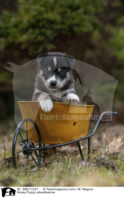 Husky Welpe in Schubkarre / Husky Puppy wheelbarrow / MW-11021