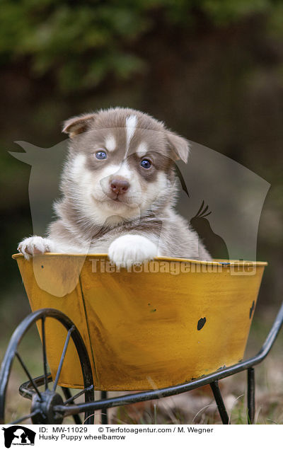 Husky Welpe in Schubkarre / Husky Puppy wheelbarrow / MW-11029