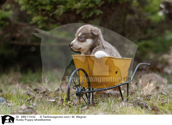 Husky Welpe in Schubkarre / Husky Puppy wheelbarrow / MW-11032