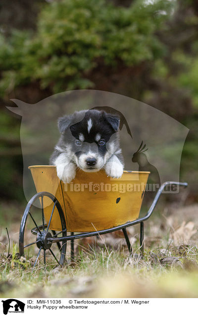 Husky Puppy wheelbarrow / MW-11036